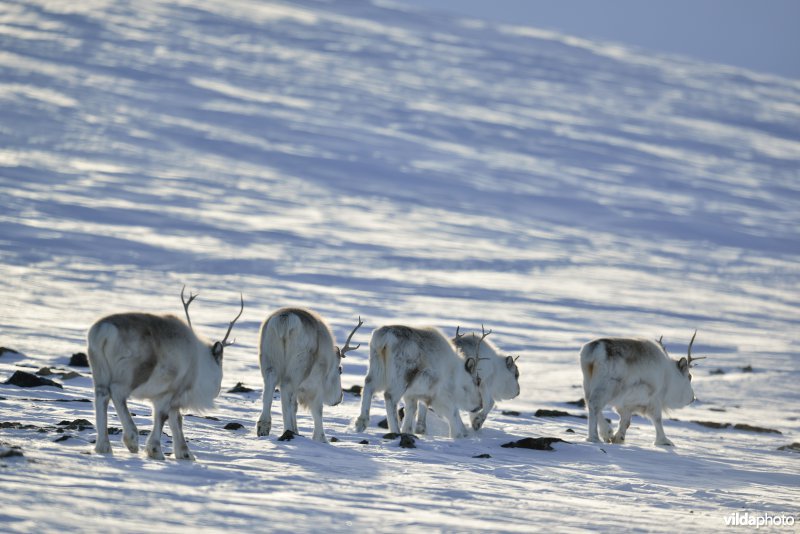 Spitsbergen-Rendier