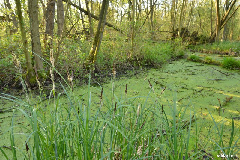 KBR polder: Elzenbroekbossen