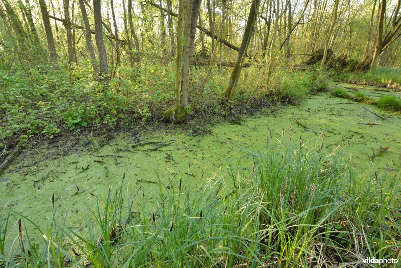 KBR polder: Elzenbroekbossen