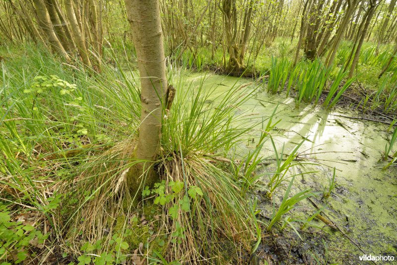 KBR polder: Elzenbroekbossen