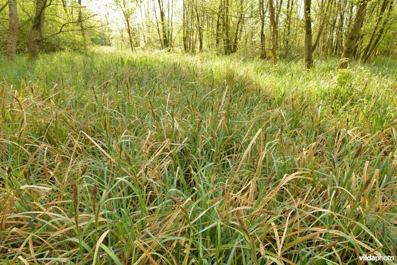 KBR polder: Elzenbroekbossen