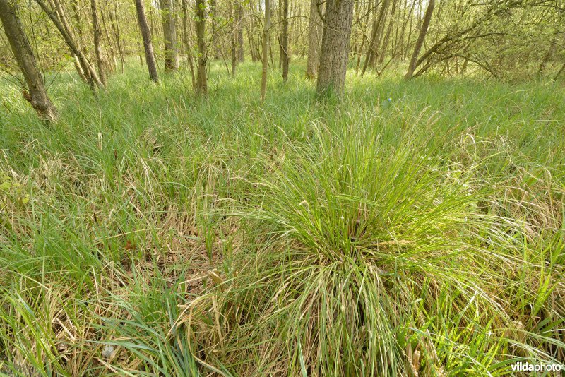 KBR polder: Elzenbroekbossen