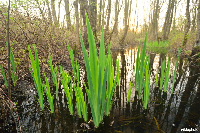 KBR polder: Elzenbroekbossen