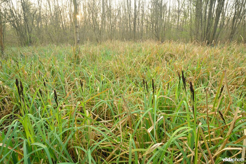 KBR polder: Elzenbroekbossen
