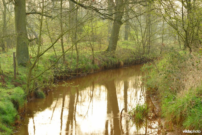 Grote Netewoud