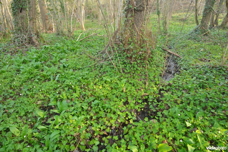 Hellegatbos