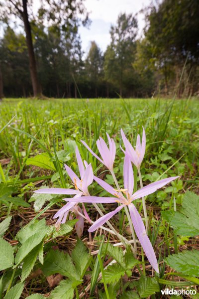 Herfsttijloos in het Silsombos