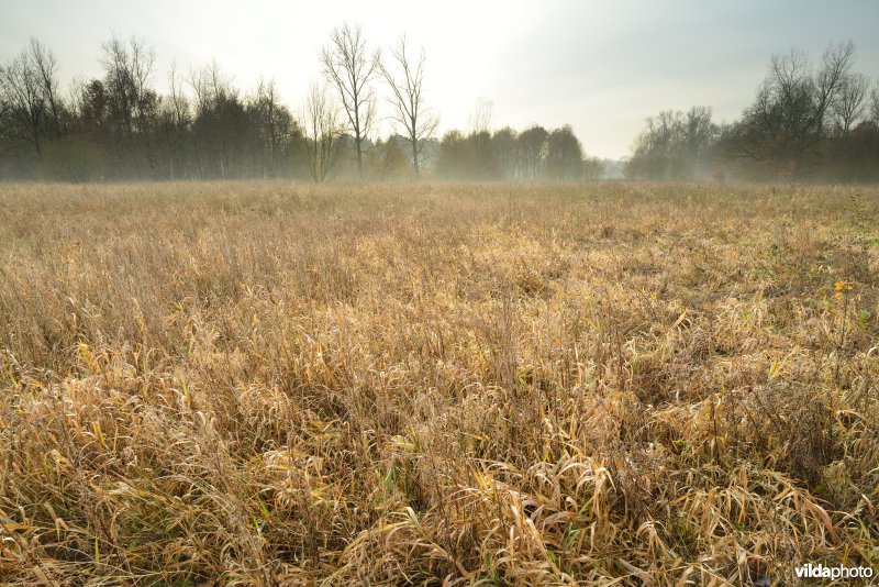 Vallei van de Grote Nete: Zammels Broek