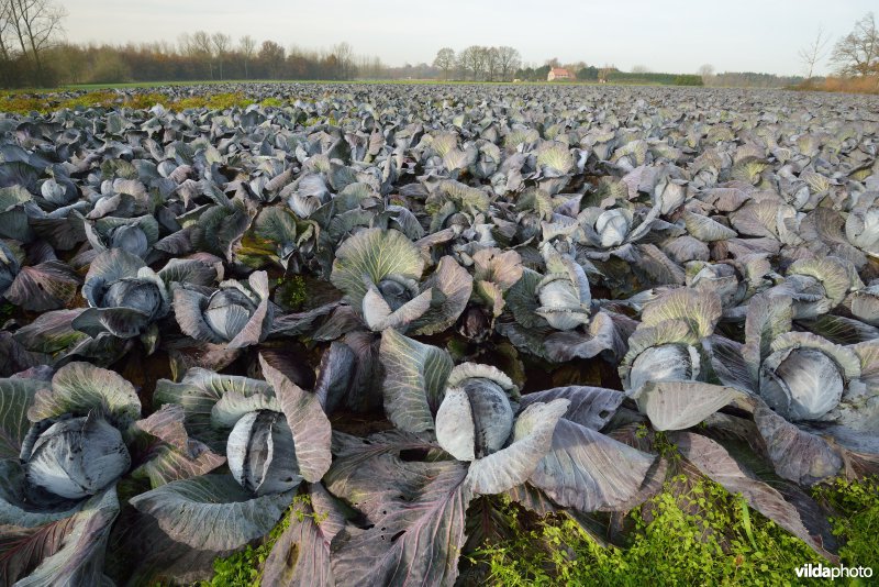 Gewassenteelt in de Grote Netevallei