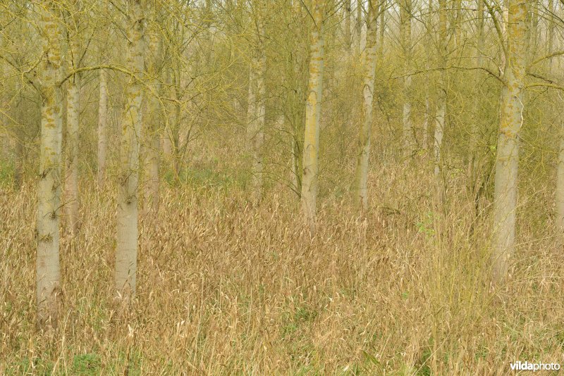 Vlassenbroekse polders