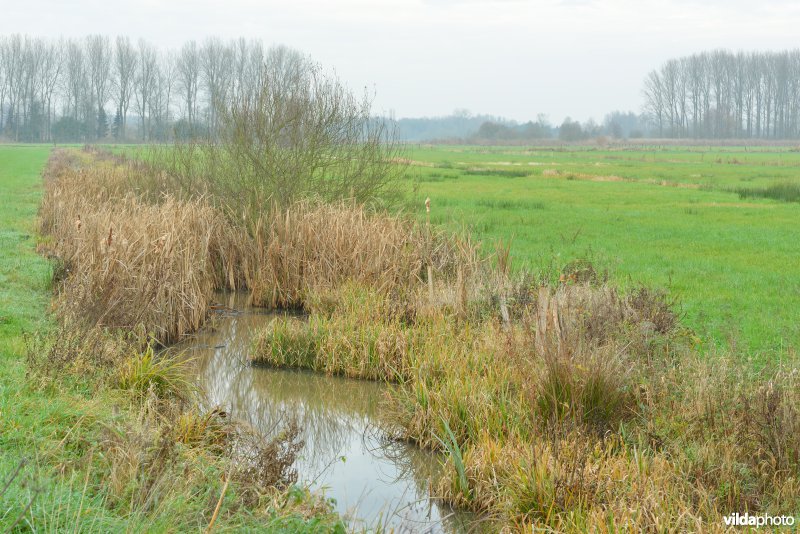 Kalkense meersen: Belham