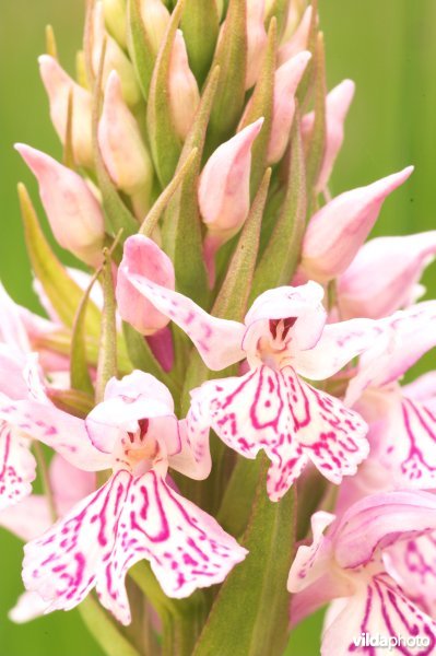 Bloemen van Gevlekte orchis
