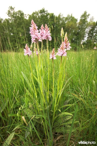 Gevlekte orchissen