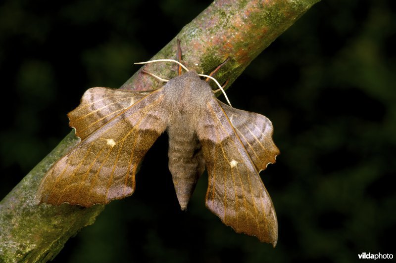 Populierenpijlstaart