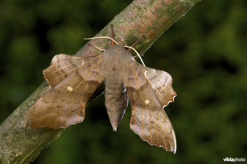 Populierenpijlstaart