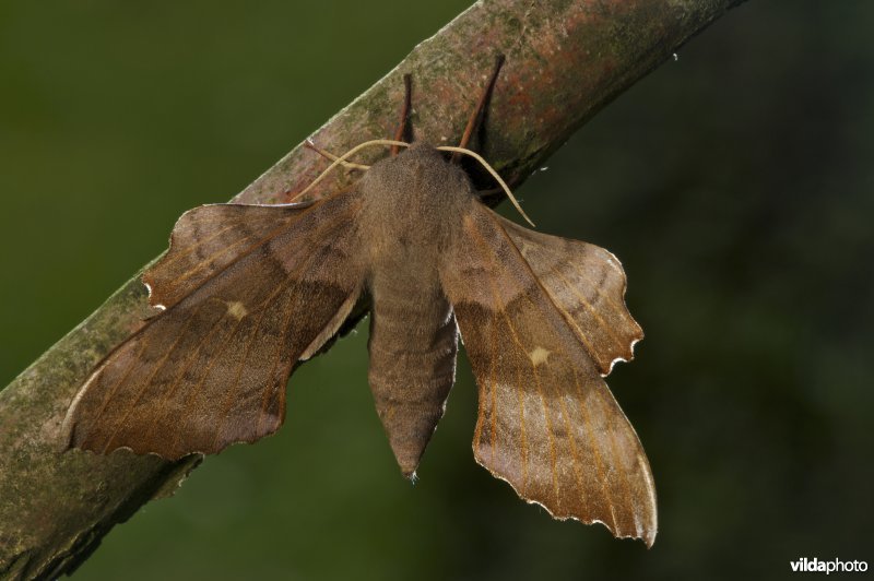 Populierenpijlstaart