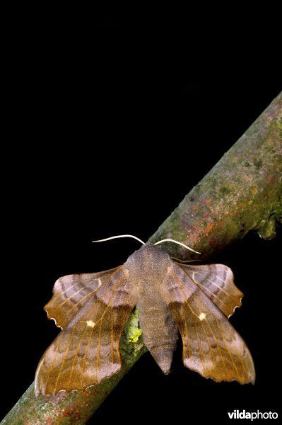 Populierenpijlstaart