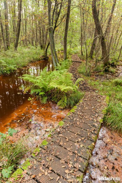 Plankenpad in een moerasbos