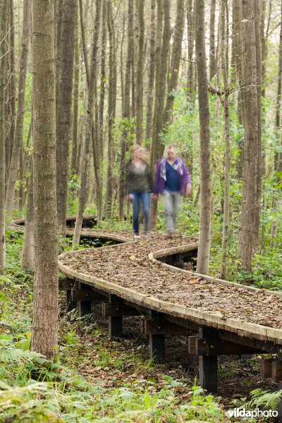 Wandelaar op een plankenpad