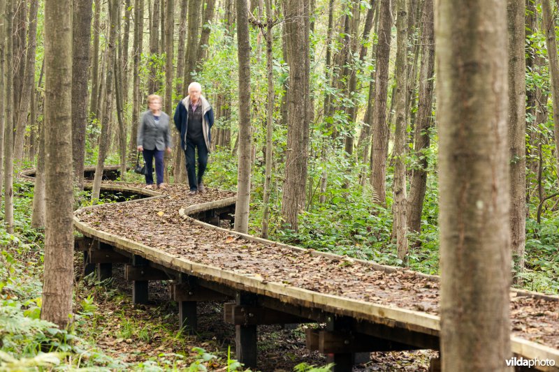 Wandelaar op een plankenpad
