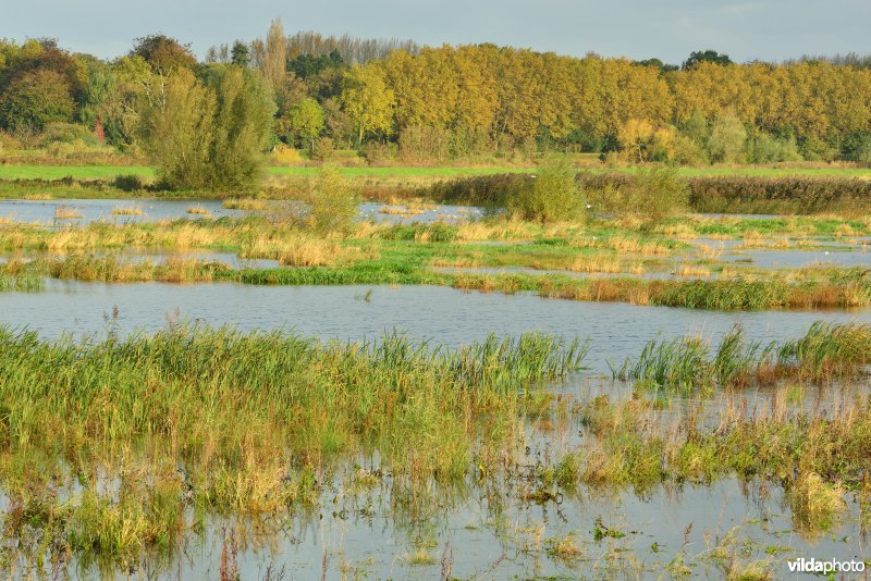 Bergenmeersen bij springtij