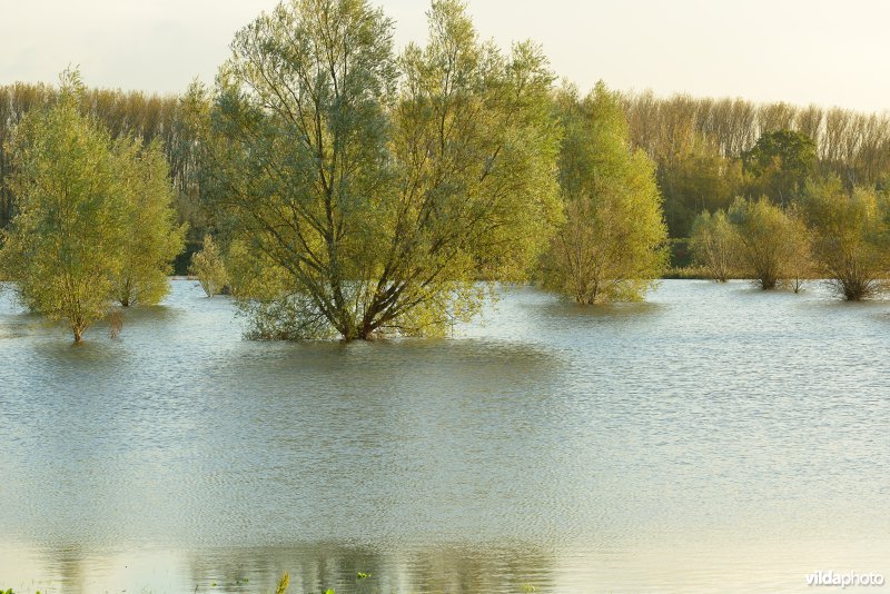 Overstroomde Paardeweide