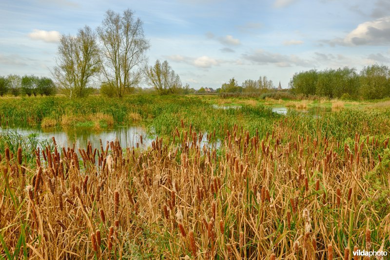 Bergenmeersen 