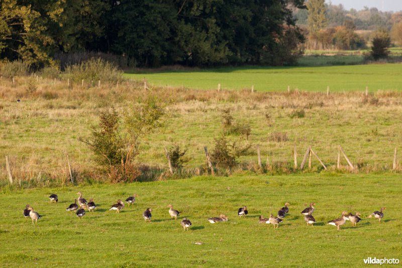 Ganzen in de tussendijkse graslanden