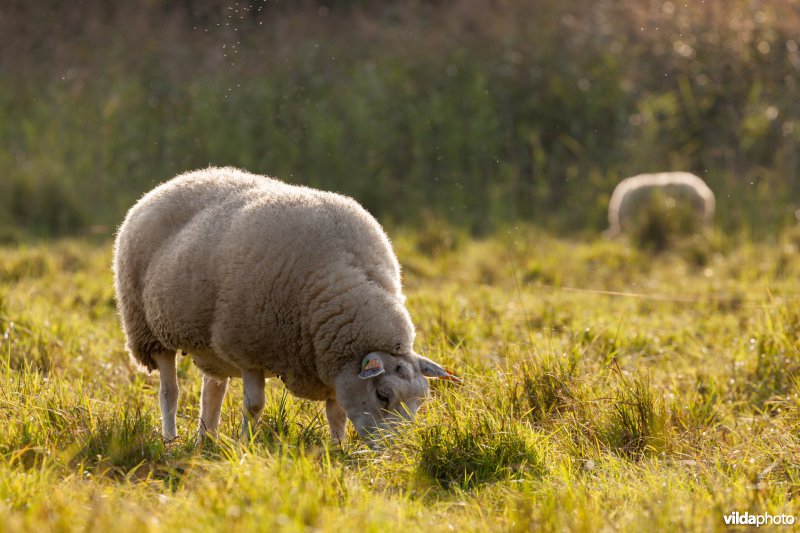 Schapenbegrazing