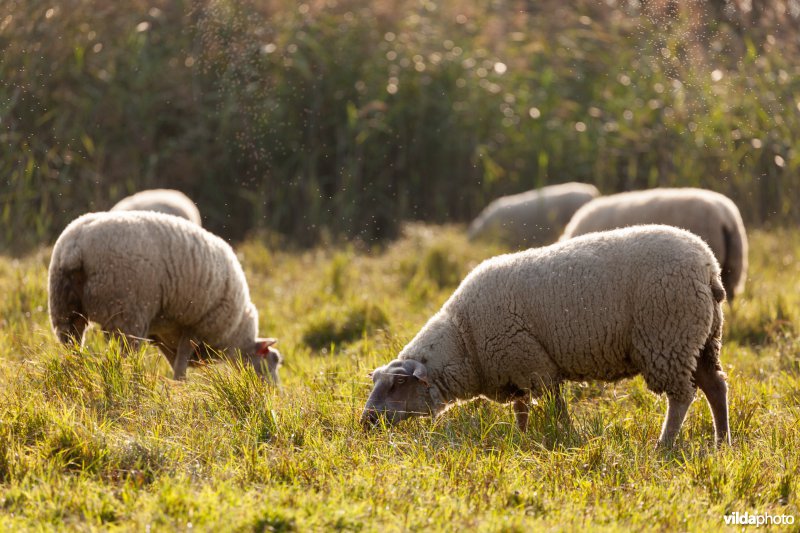 Schapenbegrazing