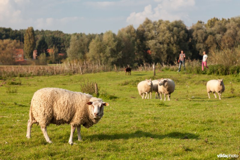 Schapenbegrazing