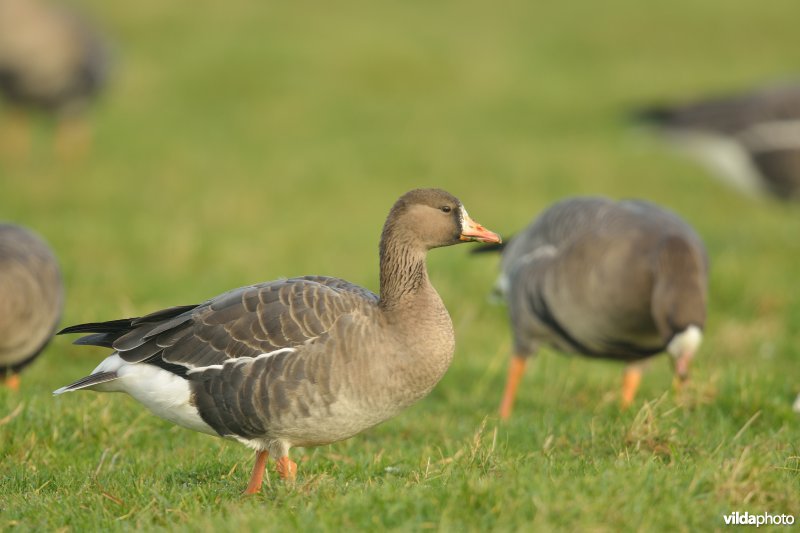 Jonge Kolgans