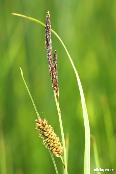 Zeegroene zegge