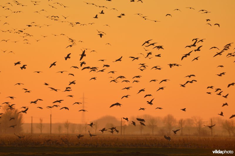 Kleine rietganzen in de polders