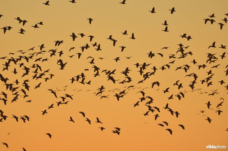 Kleine rietganzen in de polders