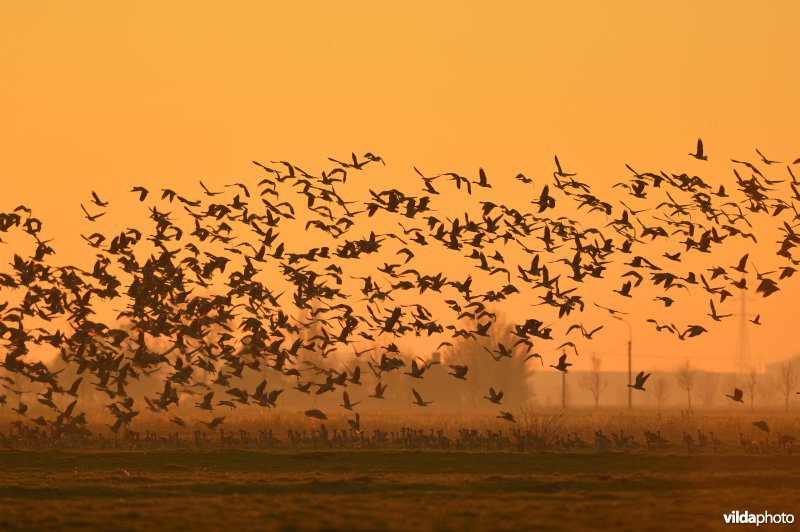 Kleine rietganzen in de polders