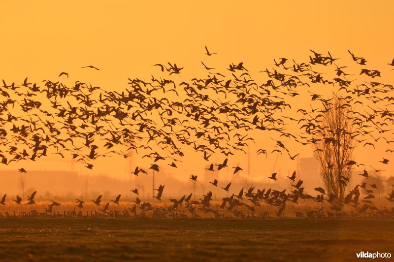 Kleine rietganzen in de polders