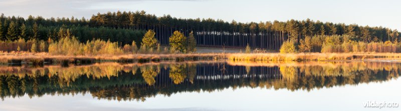 Weerspiegelend bos