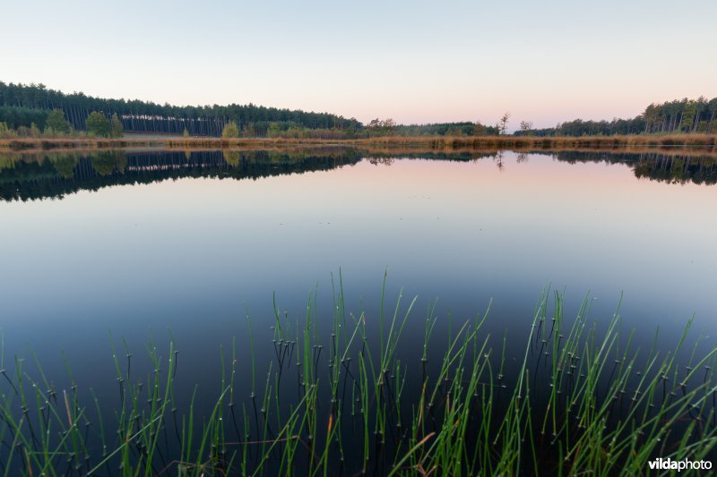 Ven bij zonsopgang