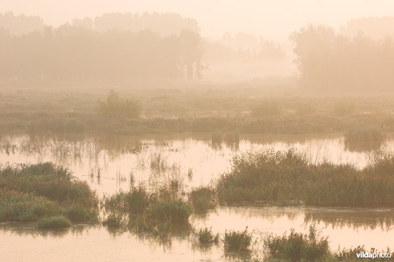 Het Vinne in de vroege morgen