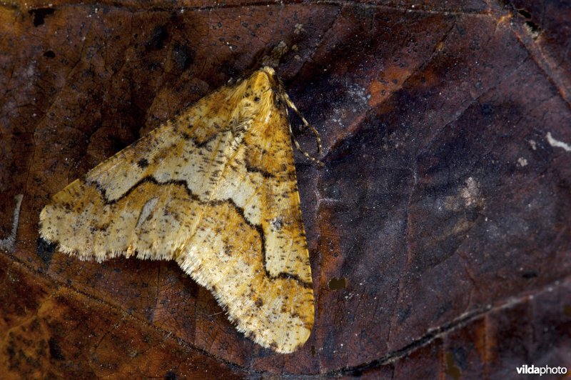 Grote wintervlinder