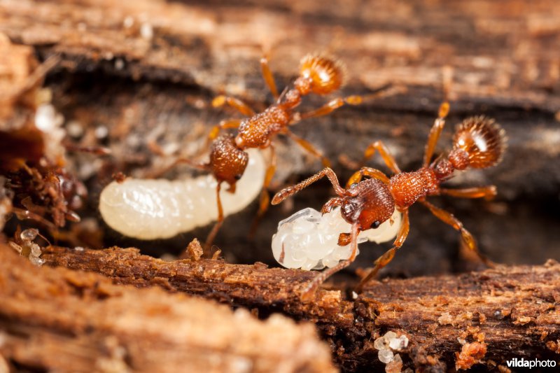 Zandsteekmieren met een pop en larve