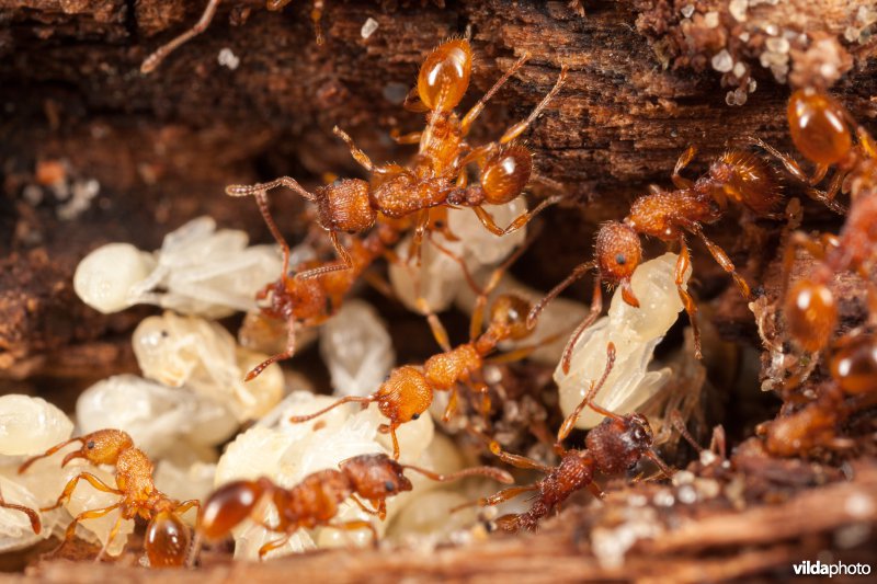 Zandsteekmieren in hun nest