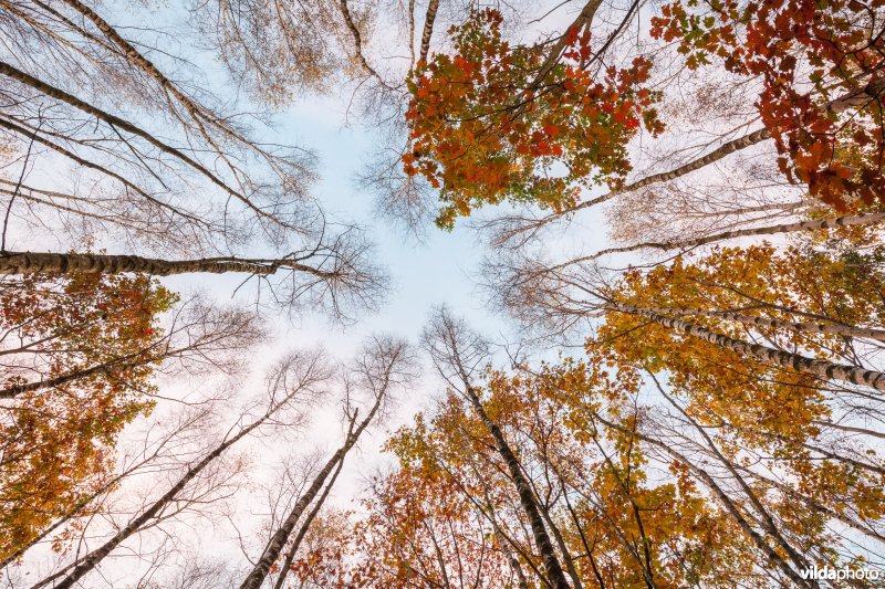 Blik op boomkruinen in de herfst