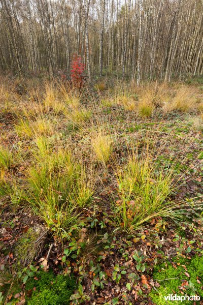 Open plek in het bos