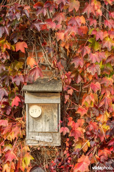 Wingerd met herfstkleuren