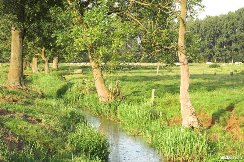 Zwarte beek