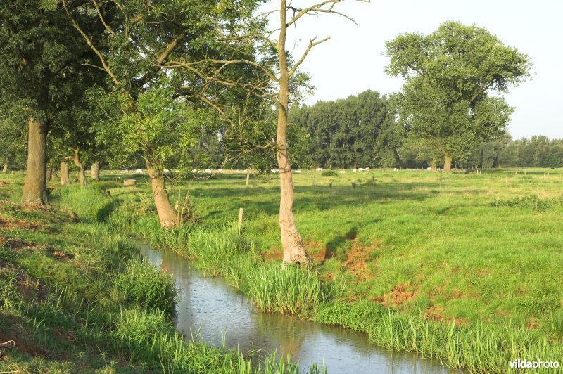 Zwarte beek