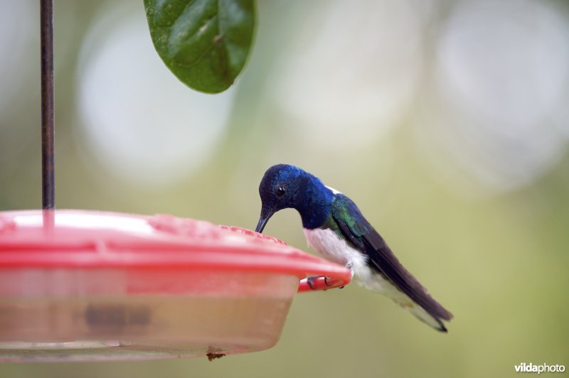 Witnekkolibrie aan feeder