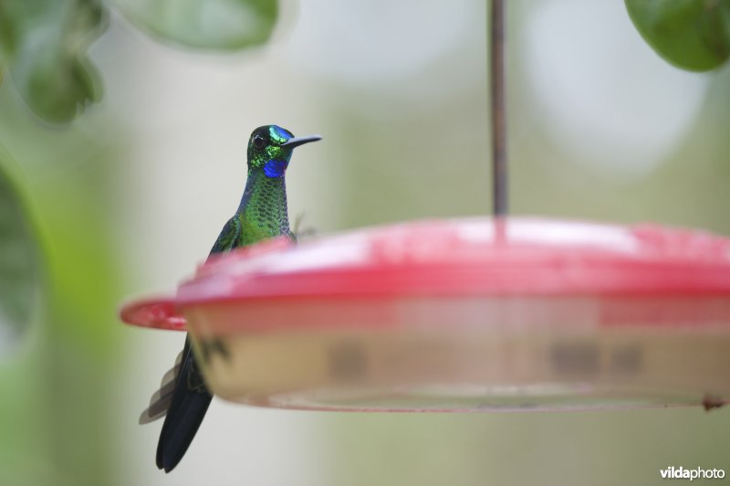 Groenkruinbriljantkolibrie aan feeder